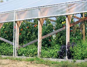 Growing tomatoes and basil under cover provides extra warmth and produces spectacular results.